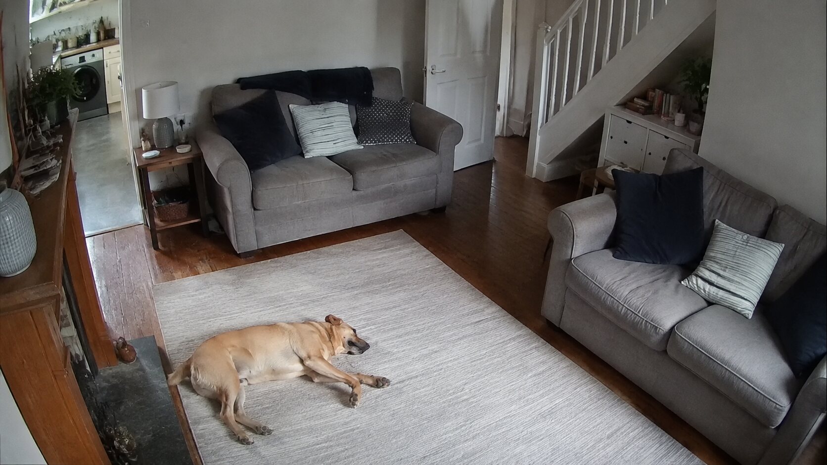 A dog resting in a living room viewed from a fixed camera